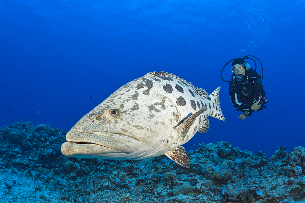 Scuba Diver and Potato Cod, Epinephelus tukula, Cod Hole, Great Barrier Reef, Australia