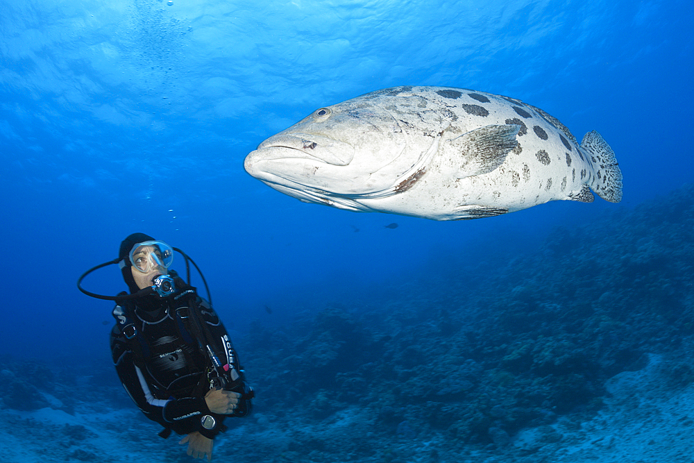 Scuba Diver and Potato Cod, Epinephelus tukula, Cod Hole, Great Barrier Reef, Australia