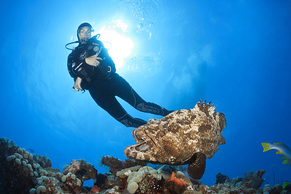 Scuba Diver and Flowery Grouper, Epinephelus fuscoguttatus, Great Barrier Reef, Australia