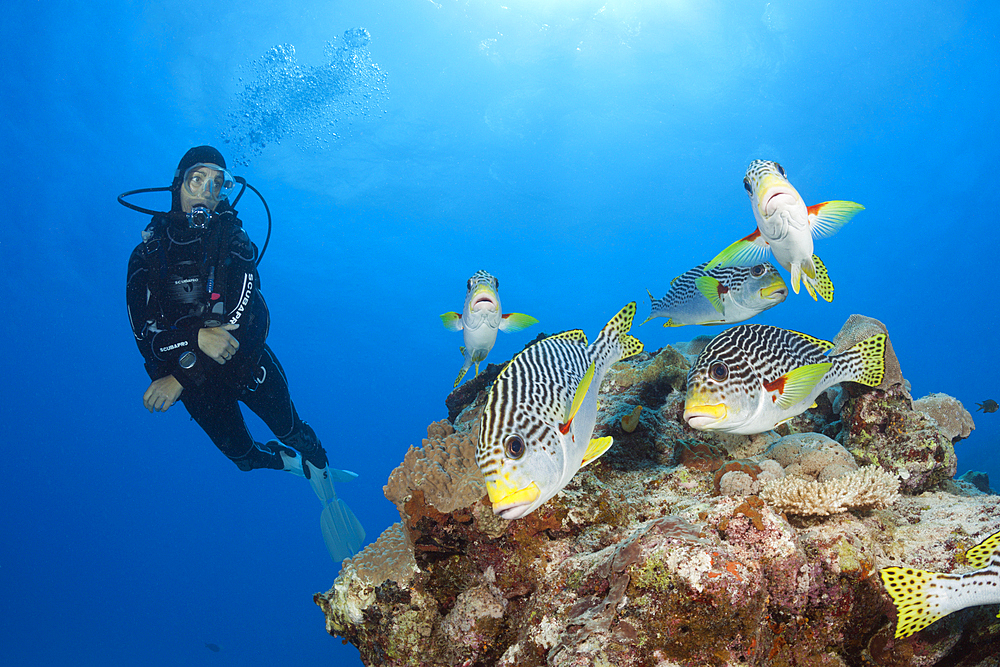 Scuba Diver and diagonal-banded Sweetlips, Plectorhinchus lineatus, Great Barrier Reef, Australia