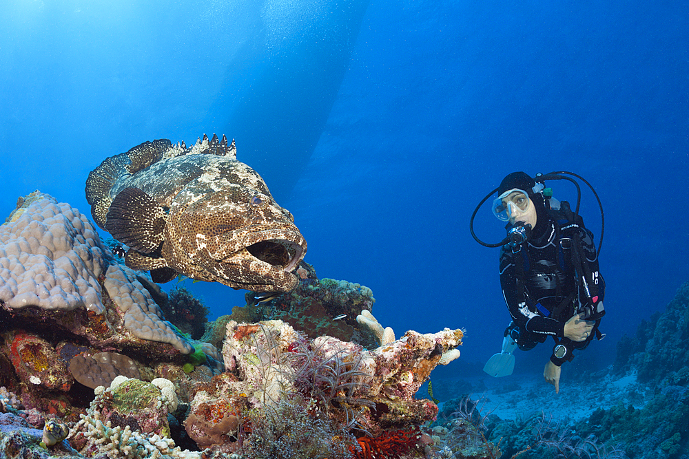 Scuba Diver and Flowery Grouper, Epinephelus fuscoguttatus, Great Barrier Reef, Australia