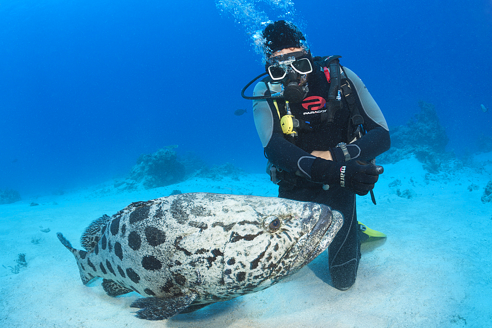 Potato Cod Feeding, Epinephelus tukula, Cod Hole, Great Barrier Reef, Australia