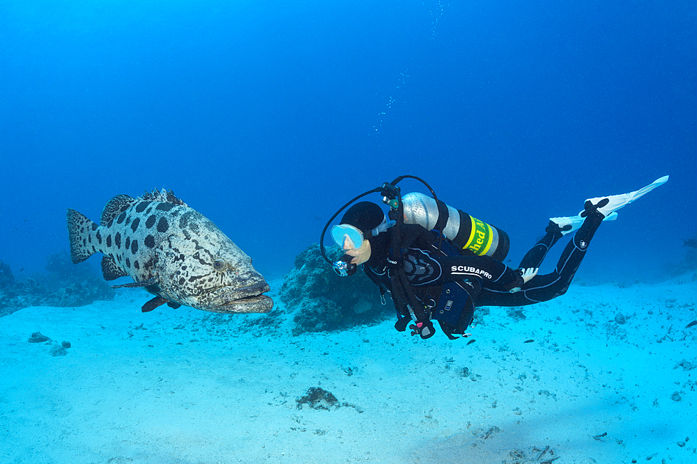 Scuba Diver and Potato Cod, Epinephelus tukula, Cod Hole, Great Barrier Reef, Australia