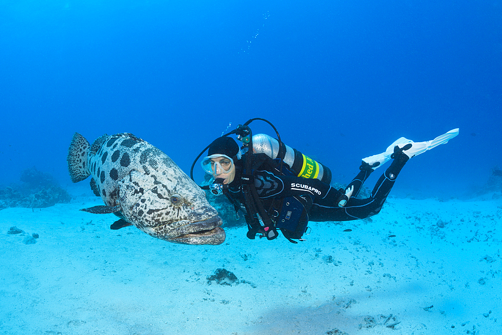 Scuba Diver and Potato Cod, Epinephelus tukula, Cod Hole, Great Barrier Reef, Australia