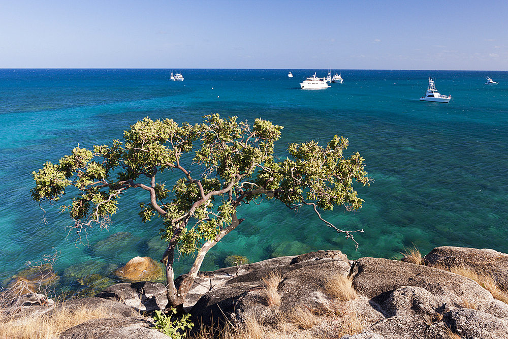 Watsons Bay Lizard Island, Great Barrier Reef, Australia