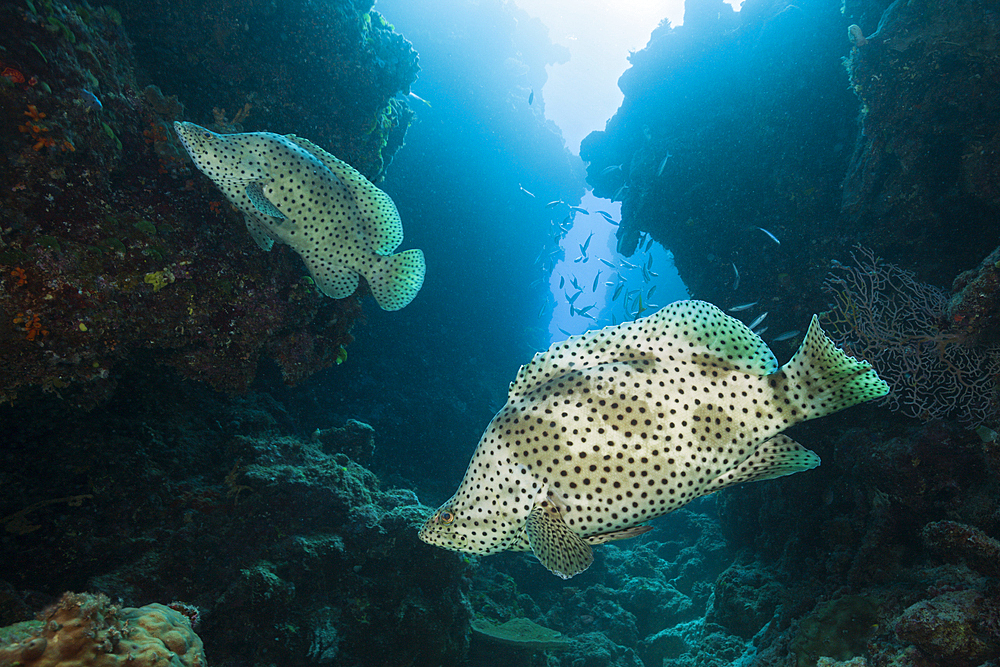 Barramundi Cod, Cromileptes altivelis, Great Barrier Reef, Australia