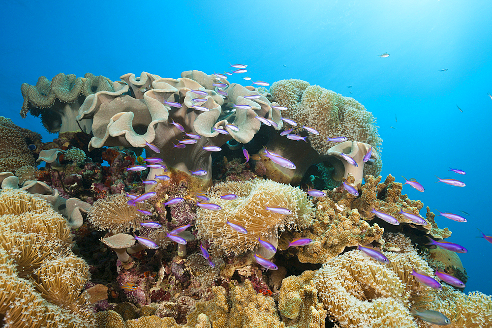 Whitleys Slender Basslet between Mushroom Leather Corals, Luzonichthys whitleyi, Great Barrier Reef, Australia