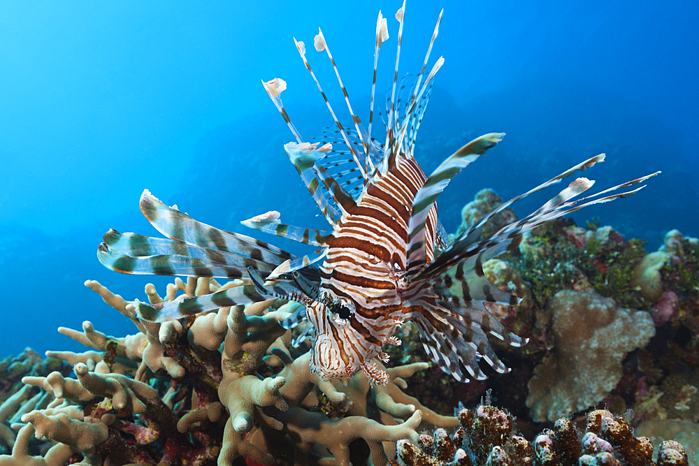 Lionfish over Reef, Pterois vokitans, Osprey Reef, Coral Sea, Australia