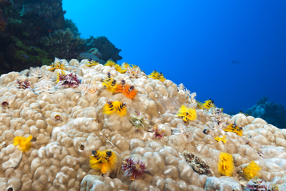 Christmas-Tree Worm, Spirobranchus giganteus, Osprey Reef, Coral Sea, Australia