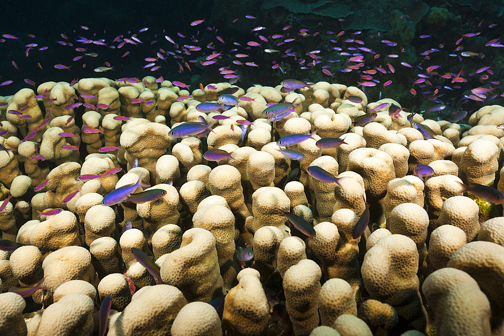 Whitleys Slender Basslet over Coral Reef, Luzonichthys whitleyi, Osprey Reef, Coral Sea, Australia