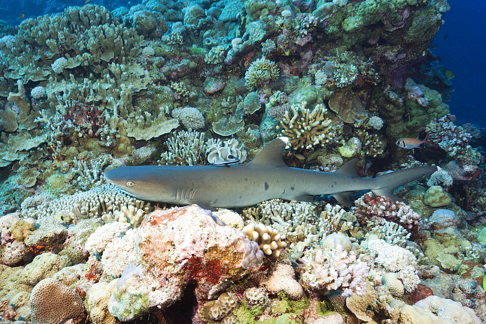 Whitetip Reef Shark, Triaenodon obesus, Osprey Reef, Coral Sea, Australia