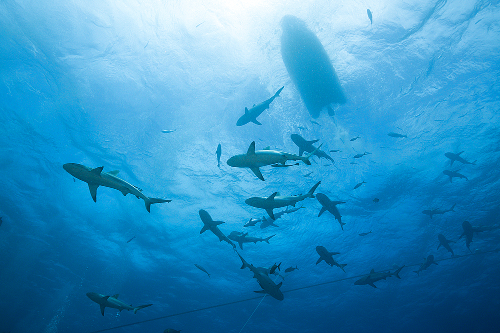 Grey Reef Shark during feeding frenzy, Carcharhinus amblyrhynchos, Osprey Reef, Coral Sea, Australia