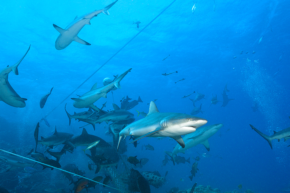 Grey Reef Shark during feeding frenzy, Carcharhinus amblyrhynchos, Osprey Reef, Coral Sea, Australia