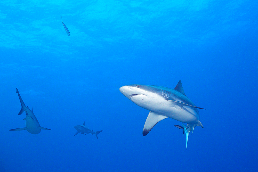 Grey Reef Shark, Carcharhinus amblyrhynchos, Osprey Reef, Coral Sea, Australia