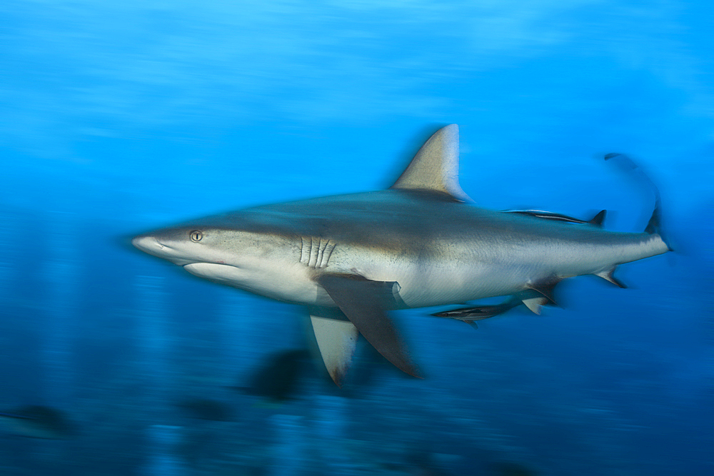 Grey Reef Shark, Carcharhinus amblyrhynchos, Osprey Reef, Coral Sea, Australia