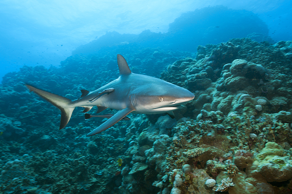 Grey Reef Shark, Carcharhinus amblyrhynchos, Osprey Reef, Coral Sea, Australia