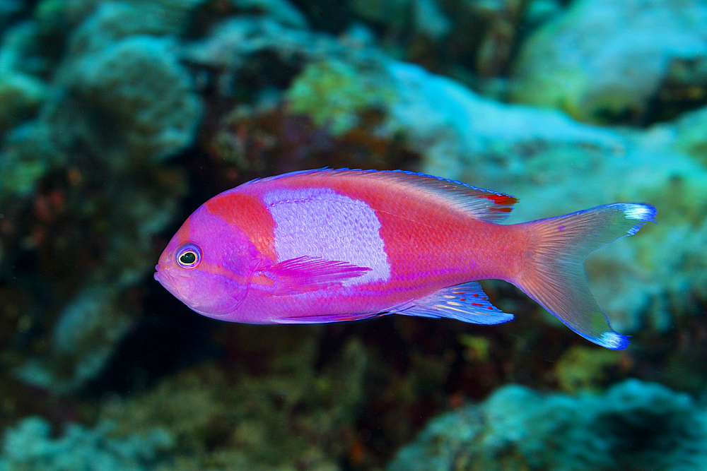 Square-spot Anthias, Pseudanthias pleurotaenia, Osprey Reef, Coral Sea, Australia