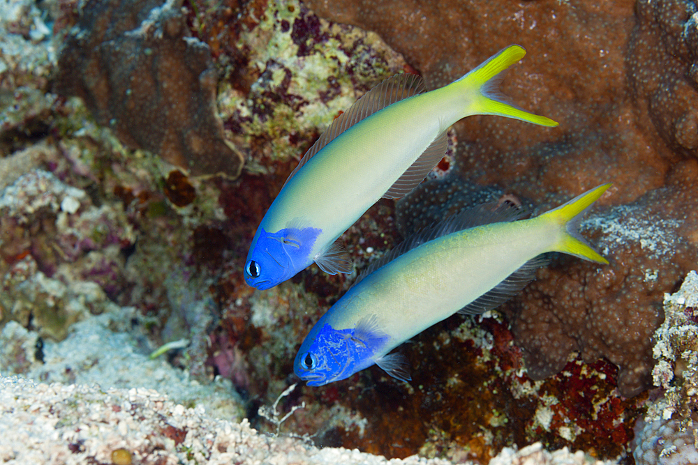 Pair of Blue Tilefish, Hoplolatilus starcki, Osprey Reef, Coral Sea, Australia