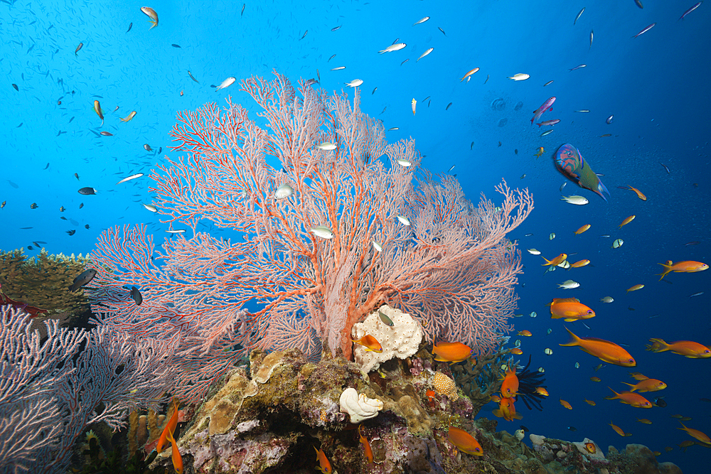 Colored Coral Reef, Osprey Reef, Coral Sea, Australia