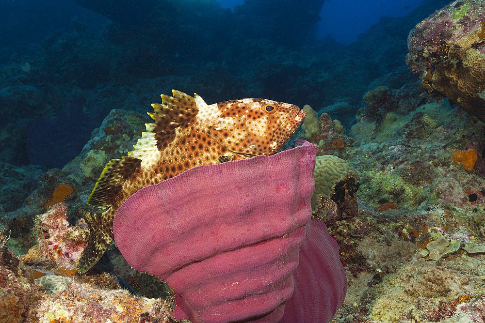 Greasy Grouper, Epinephelus tauvina, Osprey Reef, Coral Sea, Australia