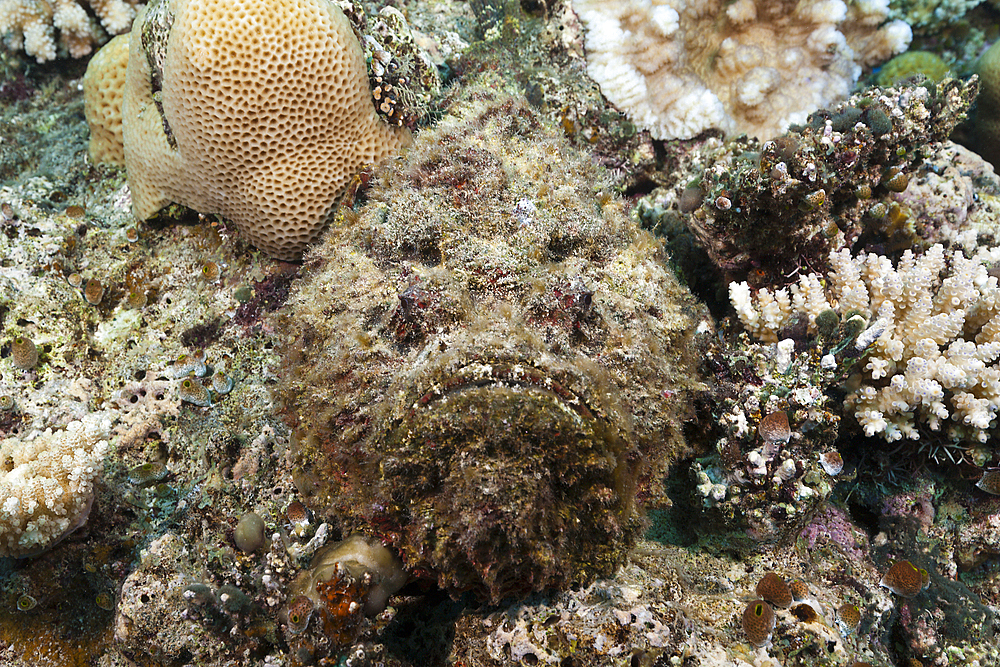 Reef Stonefish, Synanceia verrucosa, Osprey Reef, Coral Sea, Australia