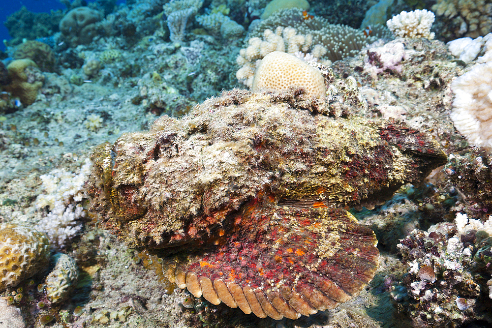 Reef Stonefish, Synanceia verrucosa, Osprey Reef, Coral Sea, Australia