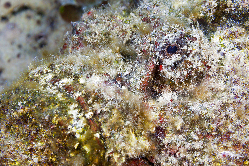 Reef Stonefish, Synanceia verrucosa, Osprey Reef, Coral Sea, Australia