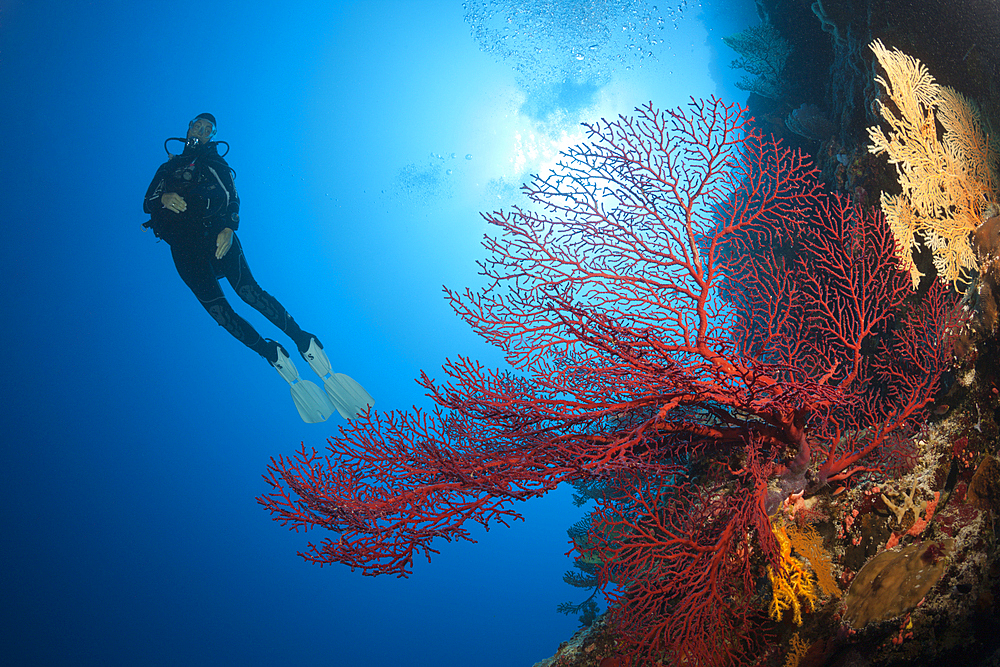 Scuba Diver over Coral Reef, Osprey Reef, Coral Sea, Australia