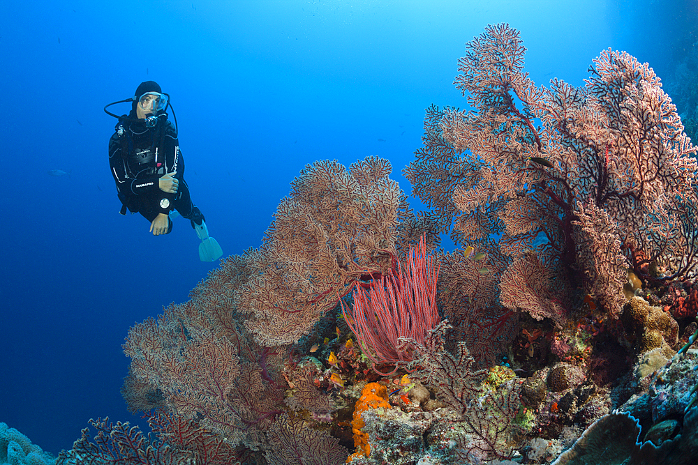 Scuba Diver over Coral Reef, Osprey Reef, Coral Sea, Australia