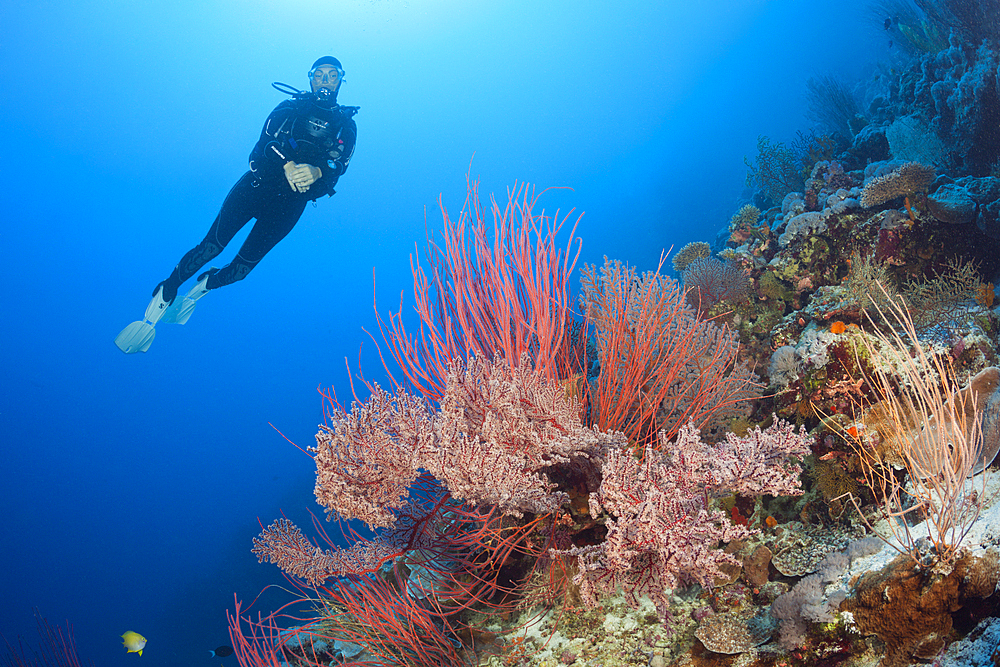 Scuba Diver over Coral Reef, Osprey Reef, Coral Sea, Australia