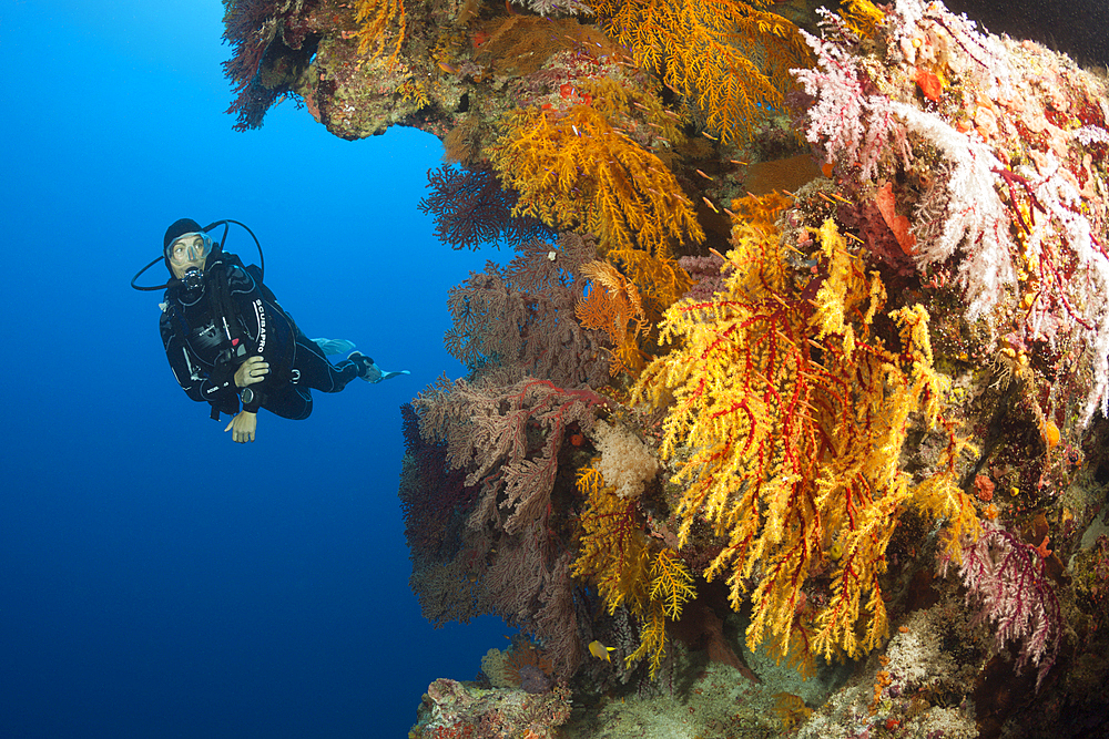 Scuba Diver over Coral Reef, Osprey Reef, Coral Sea, Australia