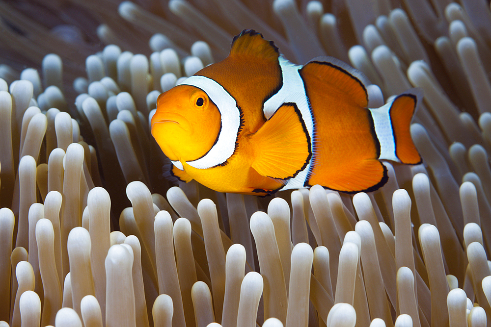 Clown Anemonefish, Amphiprion percula, Osprey Reef, Coral Sea, Australia