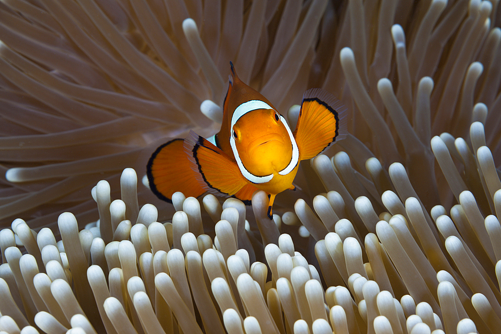 Clown Anemonefish, Amphiprion percula, Great Barrier Reef, Australia