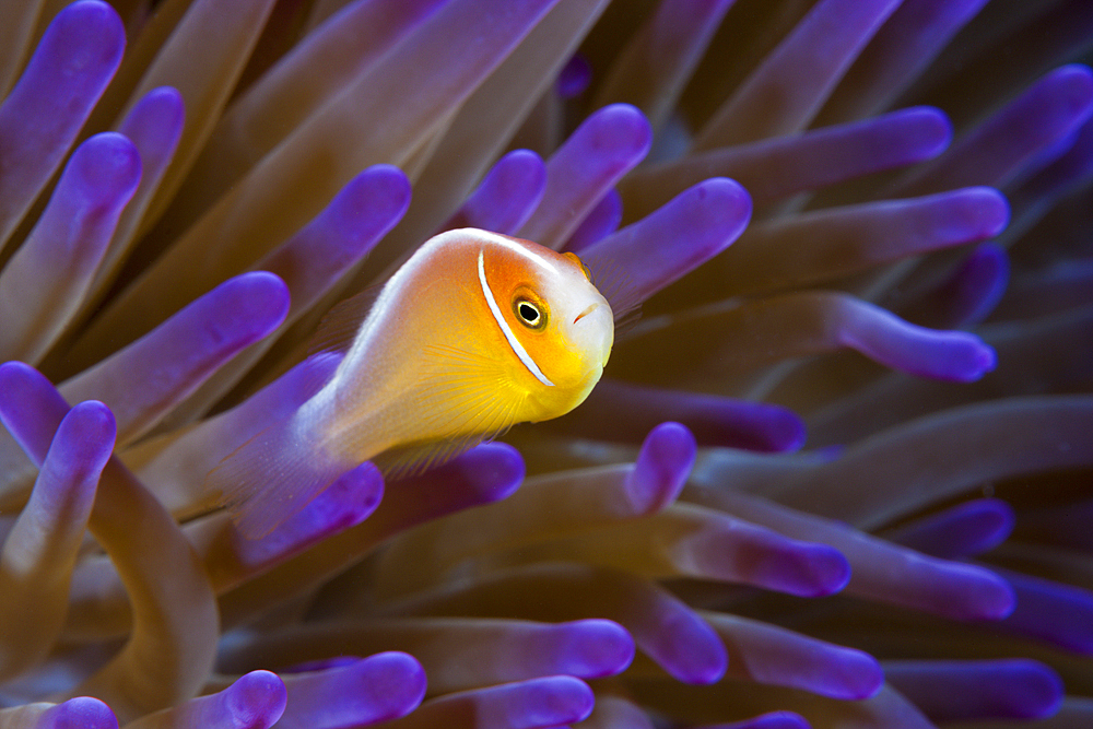 Pink anemonefish, Amphiprion perideraion, Great Barrier Reef, Australia