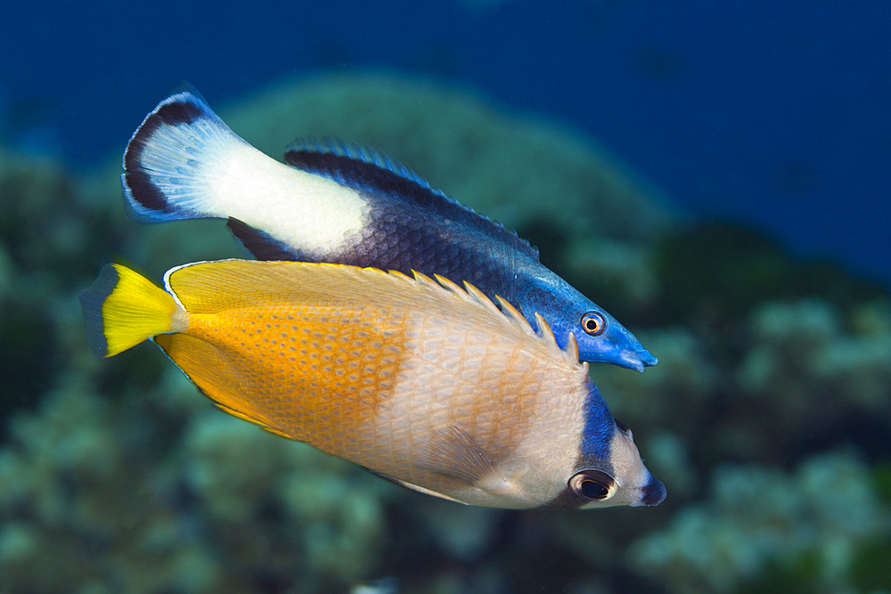 Kleins Butterflyfish and Bicolor Cleaner Wrasse, Chaetodon kleinii, Labroides bicolor, Great Barrier Reef, Australia