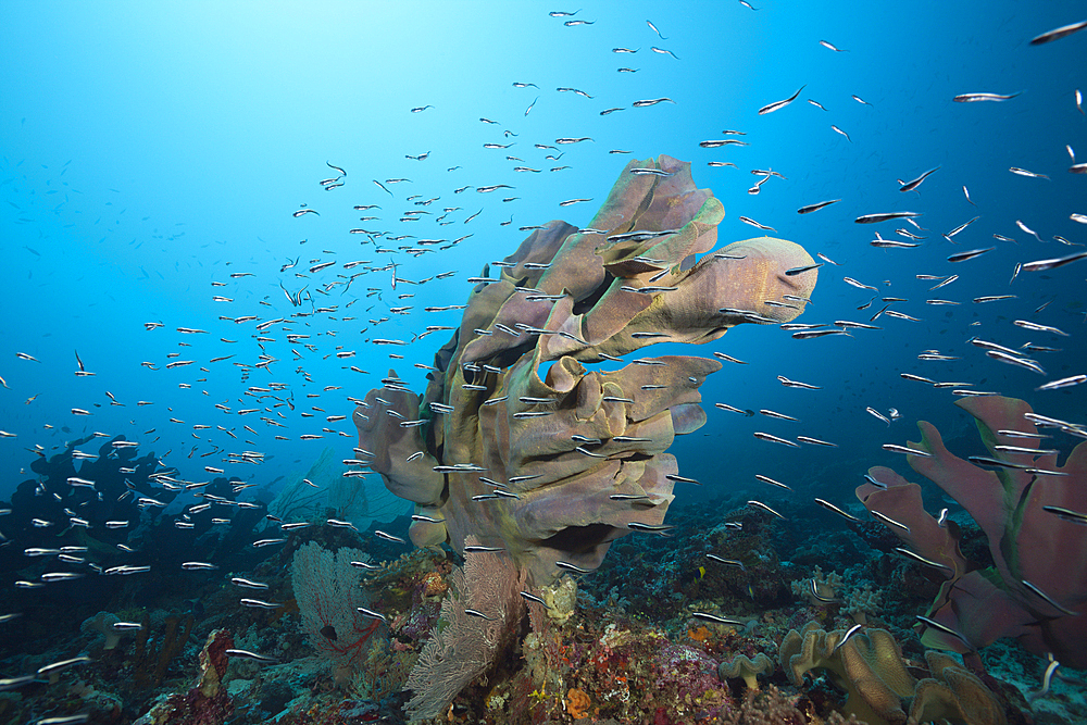 Elephant Ear Sponge in Coral Reef, Ianthella basta, Florida Islands, Solomon Islands