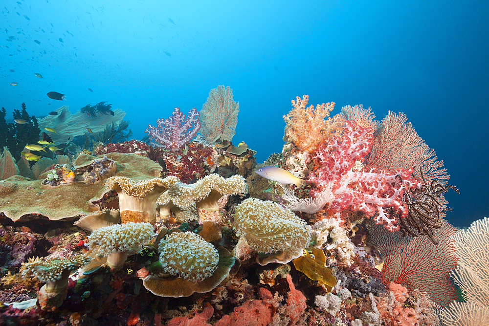 Coral Reef Scenery, Florida Islands, Solomon Islands