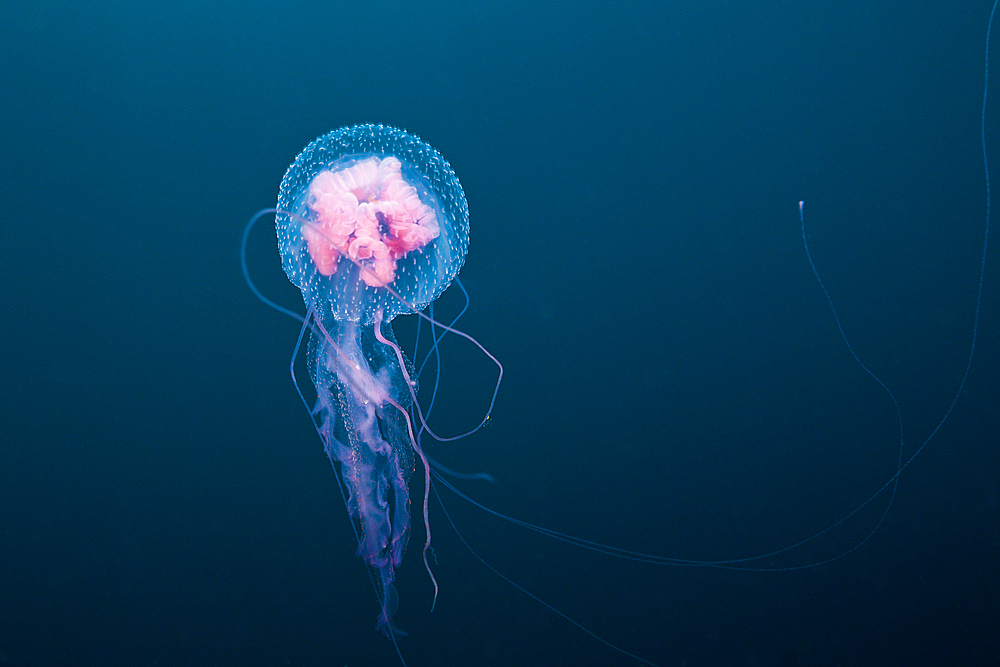 Luminscent Jellyfish, Pelagia noctiluca, Florida Islands, Solomon Islands