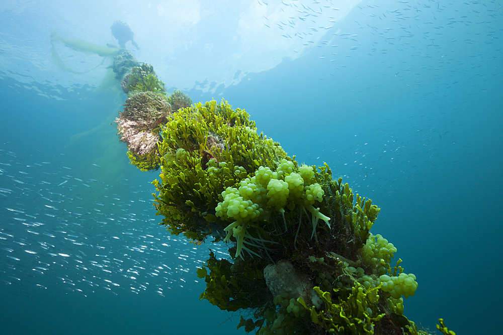 Mooring Line at Mbike Wreck, Florida Islands, Solomon Islands