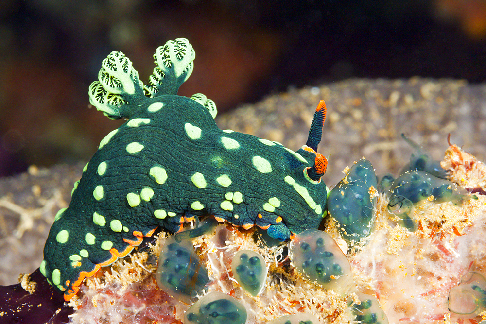 Green Neon Slug, Nembrotha kubaryana, Florida Islands, Solomon Islands