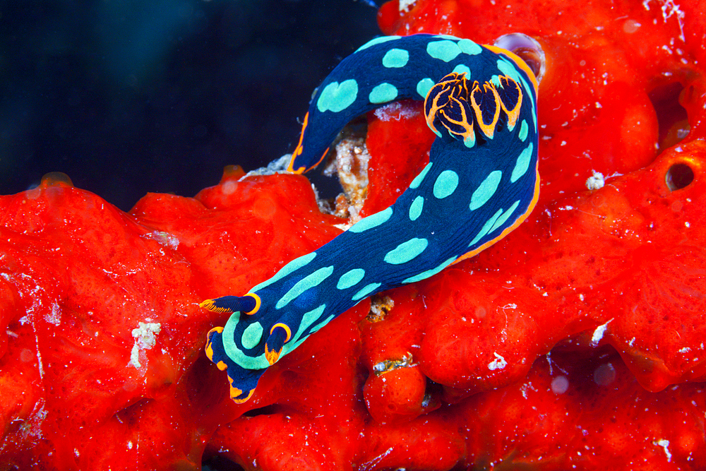 Green Neon Slug, Nembrotha kubaryana, Florida Islands, Solomon Islands