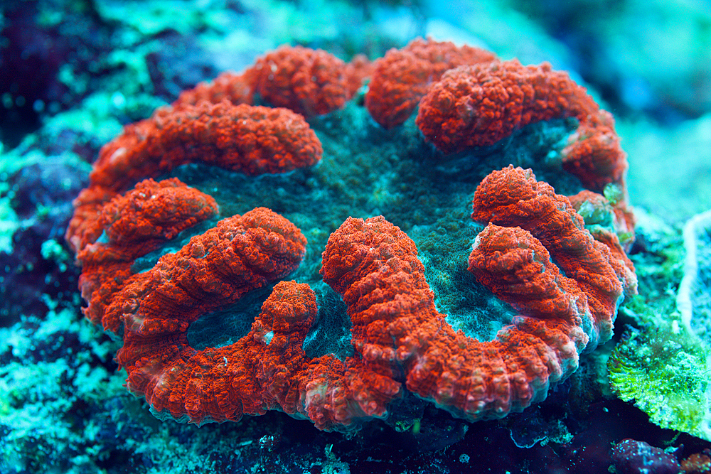 Fluorescent Coral, Lobophyllia sp., Florida Islands, Solomon Islands