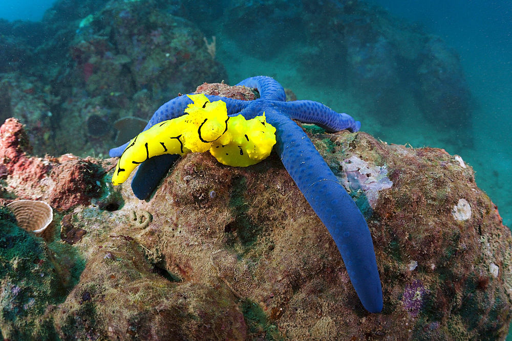 Yellow Nudibranch on Blue Starfish, Notodoris minor, Florida Islands, Solomon Islands