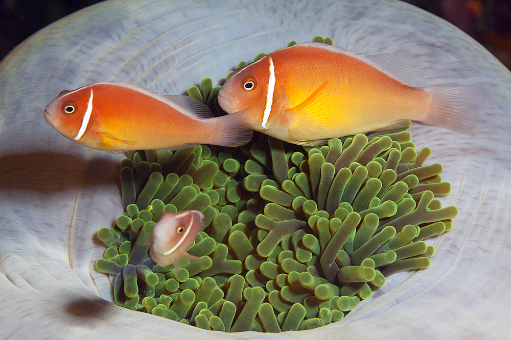 Pink Anemonefish, Amphiprion perideraion, Florida Islands, Solomon Islands