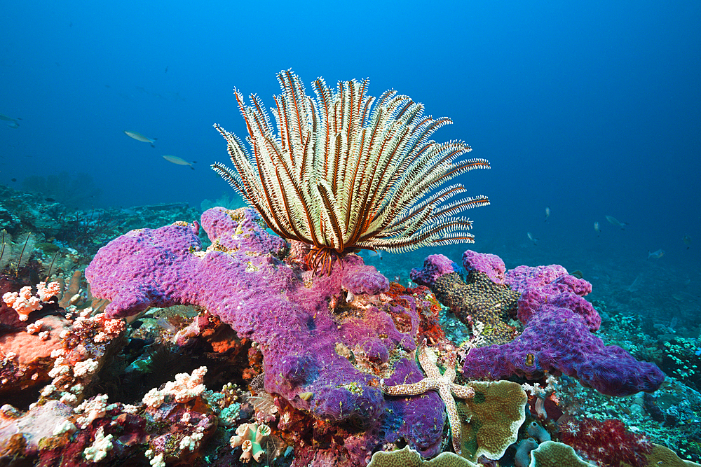 Crinoid in Coral Reef, Florida Islands, Solomon Islands