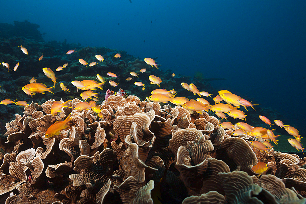 Female Red Cheeked Anthias, Pseudanthias huchtii, Florida Islands, Solomon Islands