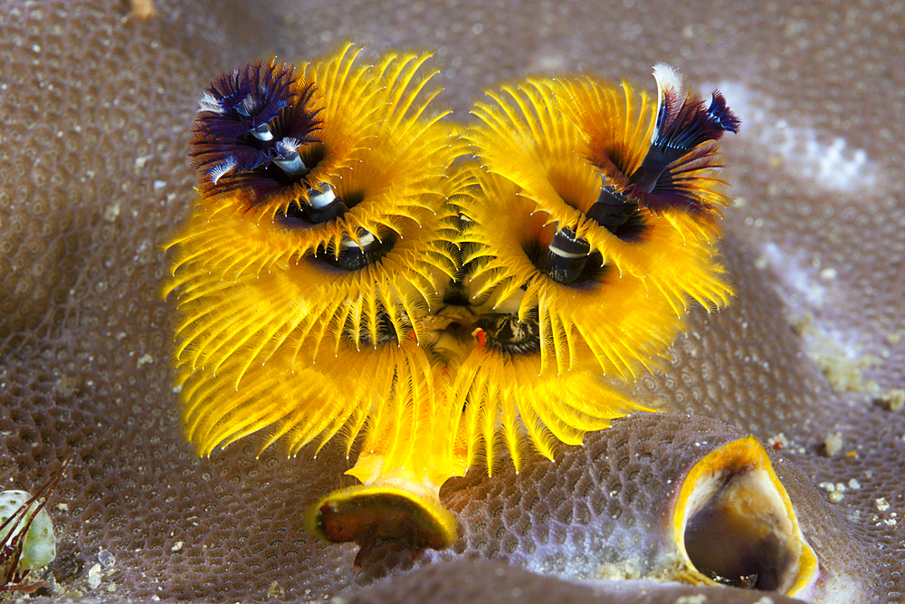 Yellow Christmas-Tree Worm, Spirobranchus giganteus, Florida Islands, Solomon Islands