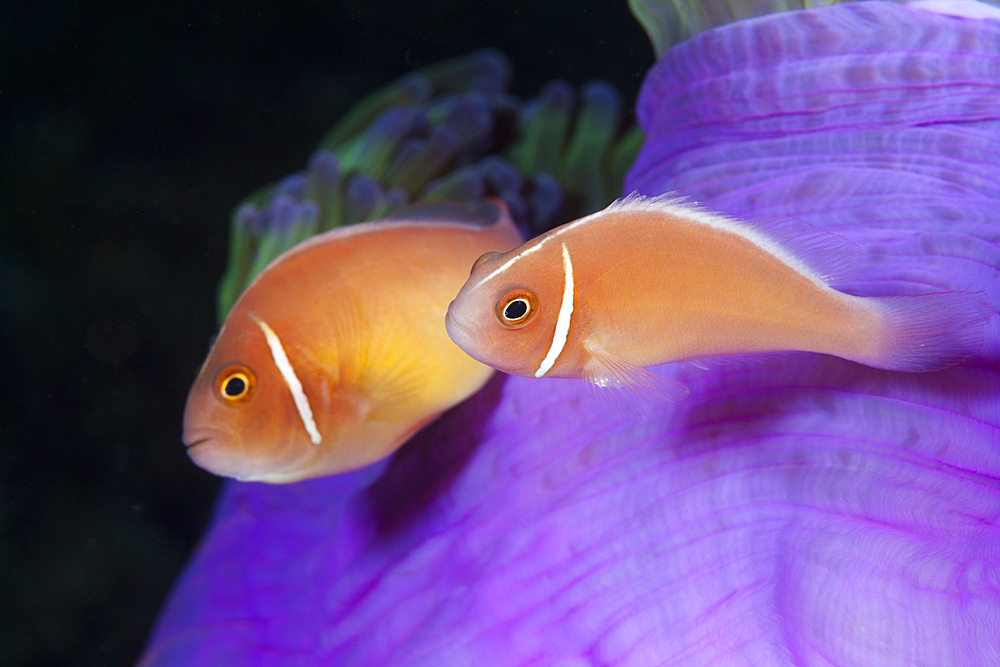 Pink Anemonefish, Amphiprion perideraion, Florida Islands, Solomon Islands