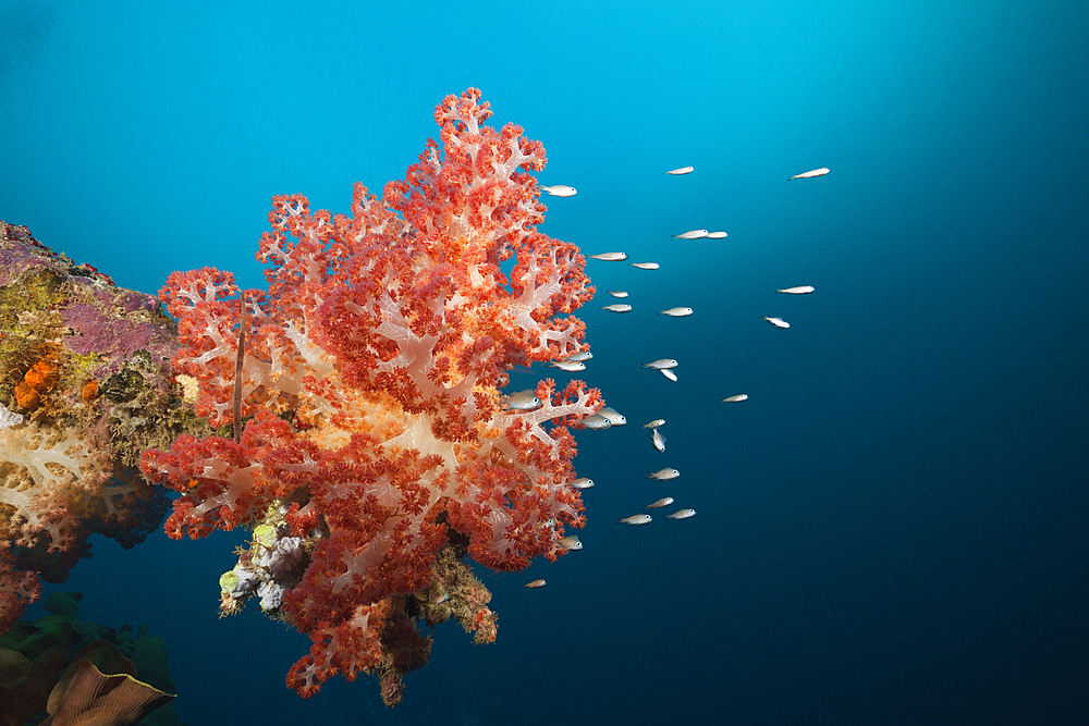 Soft Corals growing on Wreck of the Anne, Russell Islands, Solomon Islands