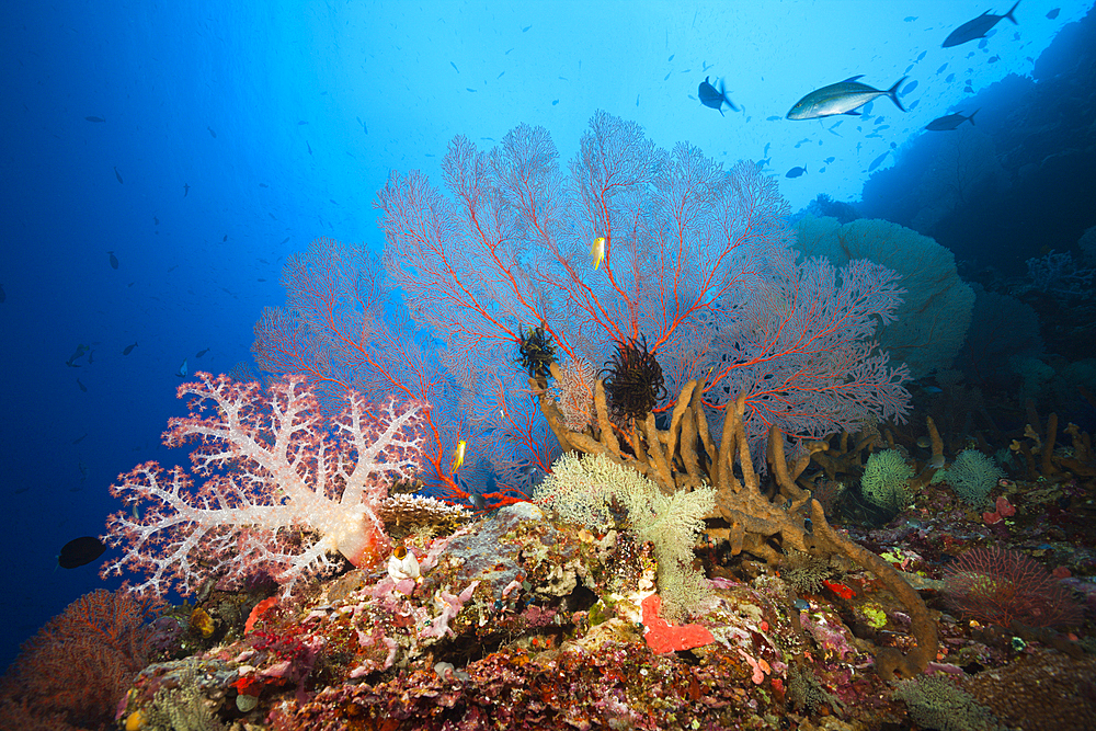 Coral Reef Scenery, Russell Islands, Solomon Islands